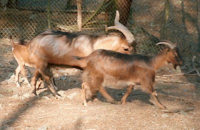 Esemplari di garfagnine / Caprini, Capra Garfagnina, Gruppo..jpg Caprini, Capra Garfagnina, Gruppo..jpg