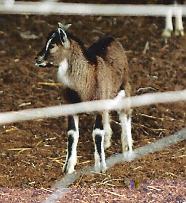 Giovane capretto di garfagnina / Caprini, Capra Garfagnina, caprettino 1..jpg Caprini, Capra Garfagnina, caprettino 1..jpg