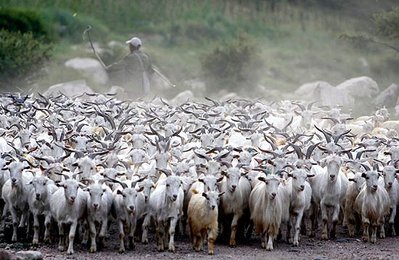 capre.jpg (50.74 KiB) Osservato 1086 volte capre.jpg