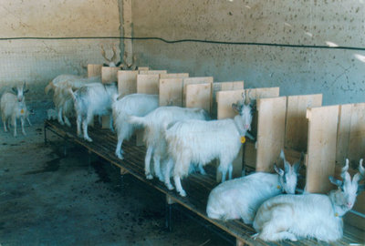 presa dall'associazione capra girgentana / caprilemoderno.jpg caprilemoderno.jpg