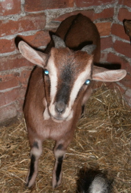 NIKO. Per gli amici BAKIN (in piemontese "piccolo becco") / Immagine 1066.jpg Immagine 1066.jpg