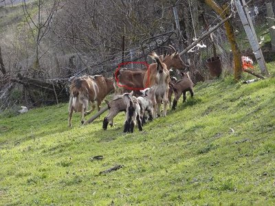 A_Pascolare_2.JPG (122.33 KiB) Osservato 835 volte A_Pascolare_2.JPG