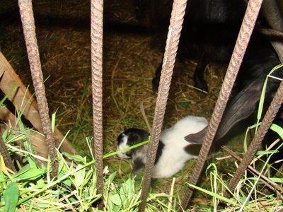 foto 145.jpg (222.41 KiB) Osservato 1308 volte foto 145.jpg