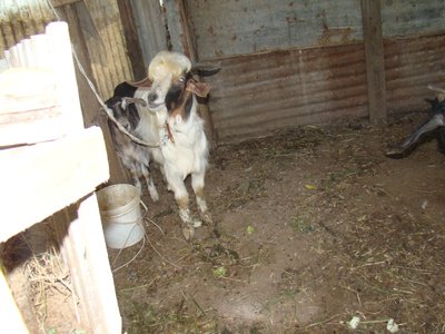 fotopreparati 349.jpg (180.46 KiB) Osservato 810 volte fotopreparati 349.jpg