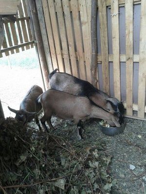 nella loro casetta mentre mangiano / ridimensionata4.jpg ridimensionata4.jpg