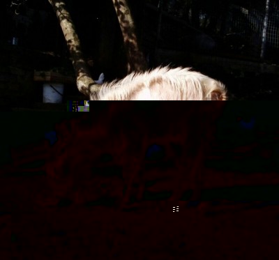 capra.jpg (106.26 KiB) Osservato 1131 volte capra.jpg