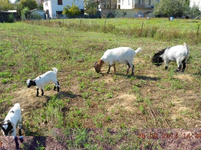 DSCN3068.JPG (366.98 KiB) Osservato 1092 volte DSCN3068.JPG