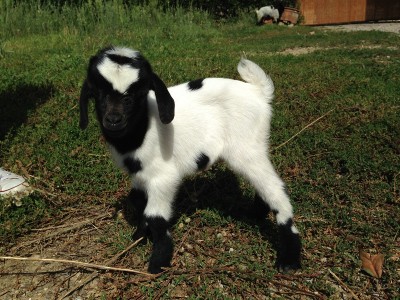 Questo è il maschio poco dopo la nascita, era piccolissimo / IMG_2526.JPG IMG_2526.JPG