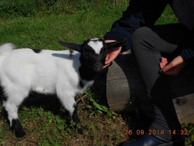 e questo è sempre lui, golia, dopo 1 mese.. / DSCN3051.JPG DSCN3051.JPG