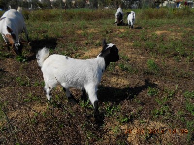 e questa è molla, salta a 4 zampe su tutto quel che trova / DSCN3071.JPG DSCN3071.JPG