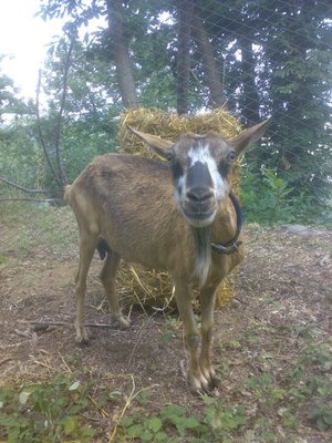 capra rocca.jpg (134.58 KiB) Osservato 1377 volte capra rocca.jpg