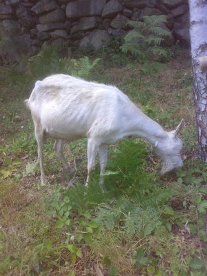 capra clementina.jpg (114.77 KiB) Osservato 1377 volte capra clementina.jpg