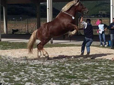 IMG_20151115_47673.jpg (83.19 KiB) Osservato 2359 volte IMG_20151115_47673.jpg