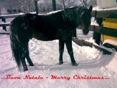 delfiNeve3.jpg (145.71 KiB) Osservato 2291 volte delfiNeve3.jpg