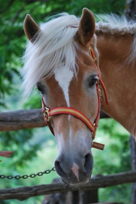 33170111_1926783030910446_3063783193678184448_n.jpg (66.02 KiB) Osservato 1403 volte 33170111_1926783030910446_3063783193678184448_n.jpg