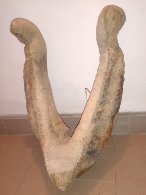 Collare1.jpg (59.41 KiB) Osservato 1296 volte Collare1.jpg