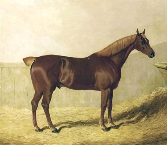John Frederick Herring Snr _ A Chestnut Horse in a Stable.jpg John Frederick Herring Snr _ A Chestnut Horse in a Stable.jpg