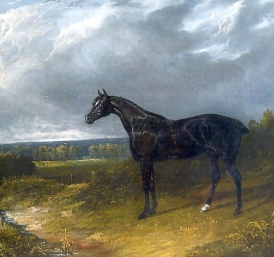 John Frederick Herring Snr _ Black Stallion in a Field Horse.jpg John Frederick Herring Snr _ Black Stallion in a Field Horse.jpg