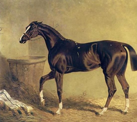 John Frederick Herring Snr _ Camarine a Chestnut Racehorse in Stable.jpg John Frederick Herring Snr _ Camarine a Chestnut Racehorse in Stable.jpg