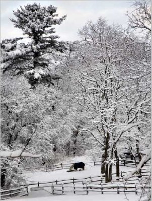 neve_cav.jpg (148.57 KiB) Osservato 922 volte neve_cav.jpg