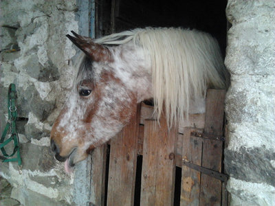 selene2.jpg (109.8 KiB) Osservato 1306 volte selene2.jpg