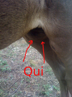 gonfiore_puledra.jpg (299.83 KiB) Osservato 1086 volte gonfiore_puledra.jpg