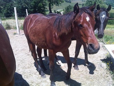 1.jpg (96.8 KiB) Osservato 3908 volte 1.jpg