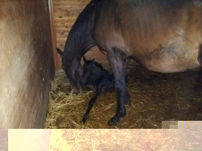 Rocky la notte del parto / 998976_10203073879429372_776314314_n.jpg 998976_10203073879429372_776314314_n.jpg