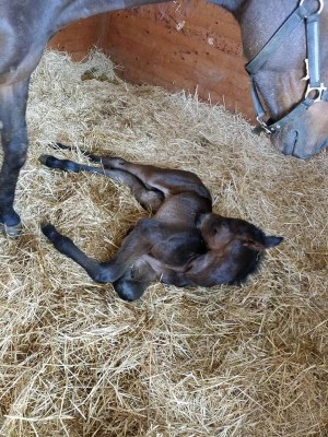 Rocky la mattina dopo il parto, con i dolori al fianco. / 10153002_10203077506880056_349215095_n.jpg 10153002_10203077506880056_349215095_n.jpg