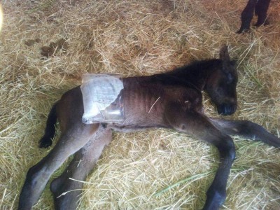 Rocky con la borsa dell'acqua calda. / 1977079_10203080726040533_807370056_n.jpg 1977079_10203080726040533_807370056_n.jpg