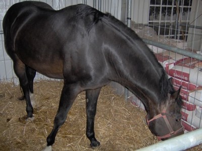 IM000952.JPG (87.64 KiB) Osservato 1113 volte IM000952.JPG