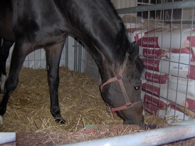 IM000953.JPG (87.96 KiB) Osservato 1113 volte IM000953.JPG