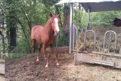 Maotouka.jpg (151.19 KiB) Osservato 1396 volte Maotouka.jpg