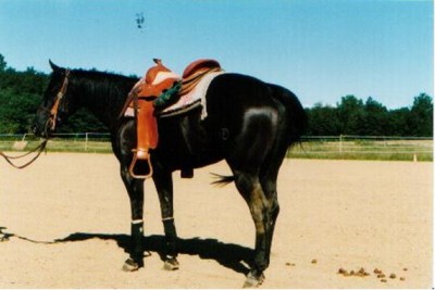 Dry Stormyetta 1.jpg (67.13 KiB) Osservato 2870 volte Dry Stormyetta 1.jpg