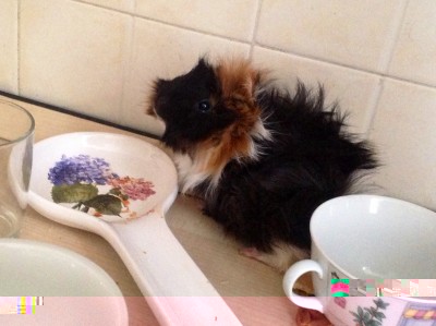 1.jpg (919.23 KiB) Osservato 11690 volte 1.jpg