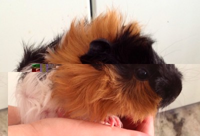 2.jpg (401.76 KiB) Osservato 11690 volte 2.jpg