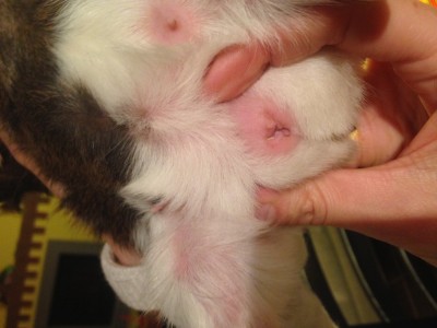 foto 1.JPG (139.99 KiB) Osservato 5806 volte foto 1.JPG