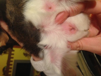 foto 2 t.JPG (136.87 KiB) Osservato 5806 volte foto 2 t.JPG