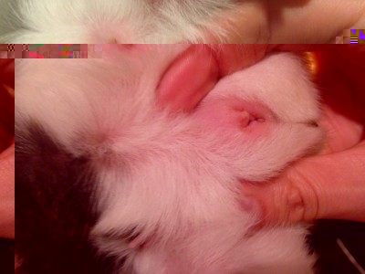 foto 3 t.JPG (136.36 KiB) Osservato 5803 volte foto 3 t.JPG