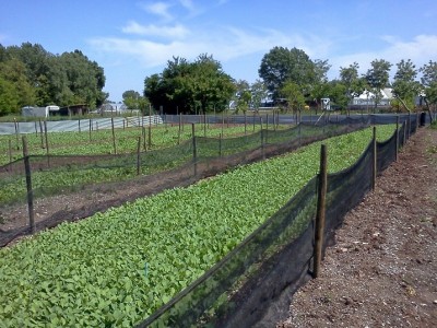 IMG103.jpg (210.14 KiB) Osservato 1089 volte IMG103.jpg