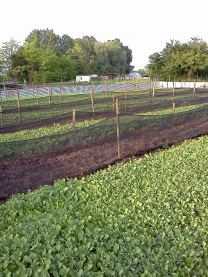 IMG120.jpg (216.58 KiB) Osservato 1089 volte IMG120.jpg