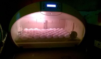 incubatrice.JPG (35.8 KiB) Osservato 1048 volte incubatrice.JPG