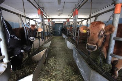 catena.jpg (55.25 KiB) Osservato 551 volte catena.jpg