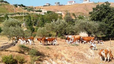 530538_529553350451400_1147751378_n.jpg (85.96 KiB) Osservato 1892 volte 530538_529553350451400_1147751378_n.jpg