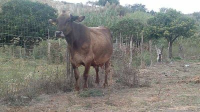 1238216_545609272179141_1570748668_n.jpg (58.63 KiB) Osservato 1892 volte 1238216_545609272179141_1570748668_n.jpg