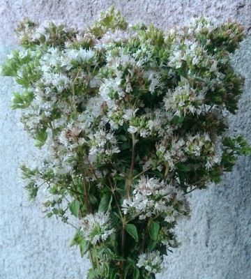 rigano.jpg (249.66 KiB) Osservato 609 volte rigano.jpg