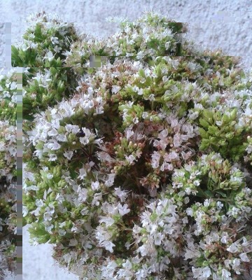 rigano2.jpg (278.25 KiB) Osservato 651 volte rigano2.jpg