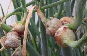 7652-cipolla_egiziana.jpg 7652-cipolla_egiziana.jpg