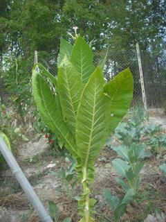 pianta quasi in fiore / tabacco (Copy).JPG tabacco (Copy).JPG