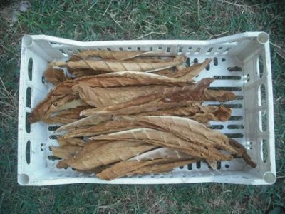 tabacco essiccato / tabacco secco (Copy).JPG tabacco secco (Copy).JPG